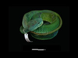 中文名:赤尾青竹絲(00003852)學名:Trimeresurus stejnegeri stejnegeri (00003852)中文別名:赤尾鮐英文名:Chinese Green Tree Viper