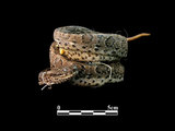 中文名:鎖蛇(00002082)學名:Daboia russellii siamensis(00002082)中文別名:圓斑?英文名:Russell s Viper