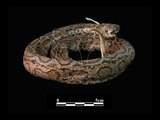 中文名:鎖蛇(00002084)學名:Daboia russellii siamensis(00002084)中文別名:圓斑?英文名:Russell s Viper