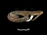 中文名:鎖蛇(00002085)學名:Daboia russellii siamensis(00002085)中文別名:圓斑?英文名:Russell s Viper