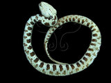 中文名:百步蛇(00001274)學名:Deinagkistrodon acutus(00001274)中文別名:尖吻蝮蛇英文名:Deinagkistrodon acutus