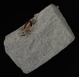 中文名:流紋岩中的黃玉(ese040)英文名:Topaz in rhyolite(ese040)