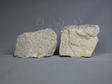 中文名:花岡岩╱片麻岩(NMNS002992-P005974)英文名:Granite/Gneiss(NMNS002992-P005974)