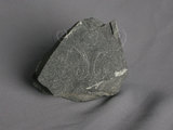 中文名:煌斑岩(NMNS000575-P002680)英文名:Lamprophyre(NMNS000575-P002680)