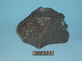 中文名:煌斑岩(NMNS004376-P008935)英文名:Lamprophyre(NMNS004376-P008935)