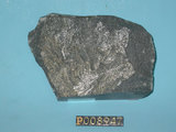 中文名:煌斑岩(NMNS004376-P008947)英文名:Lamprophyre(NMNS004376-P008947)