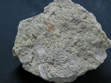 中文名:石英安山岩(NMNS000366-P001944)