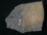 中文名:安山岩(NMNS001555-P003913)英文名:Andesite(NMNS001555-P003913)