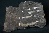 中文名:矽質玄武岩(NMNS003406-P006650)英文名:Tholeiite(NMNS003406-P006650)