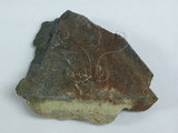 中文名:矽質岩(NMNS004733-P010914)