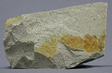 中文名:白崗岩(NMNS004696-P010764)英文名:Alaskite(NMNS004696-P010764)