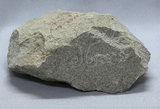 中文名:玄武岩(NMNS002788-P004855)英文名:Basalt(NMNS002788-P004855)