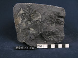 中文名:尖晶石橄欖岩(NMNS003745-P007358)英文名:Spinel Peridotite(NMNS003745-P007358)