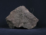 中文名:凝灰岩(NMNS004261-P009335)英文名:Tuff(NMNS004261-P009335)