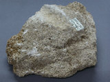 中文名:殼灰岩(NMNS002788-P004862)英文名:Coquina(NMNS002788-P004862)