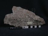 中文名:火山角礫岩(NMNS004262-P009343)英文名:Volcanic breccia(NMNS004262-P009343)