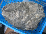 中文名:玻質玄武岩(NMNS004721-P010832)英文名:Glassy basalt(NMNS004721-P010832)