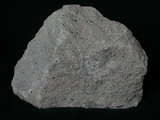 中文名:角閃黑雲母安山岩(NMNS001325-P003779)英文名:Hornblende-biotite andesite(NMNS001325-P003779)