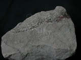 中文名:火山砂/火山礫(NMNS003480-P006789)英文名:Volcanic sand / Volcanic conglomerate(NMNS003480-P006789)
