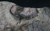 中文名:輝石安山岩(NMNS003480-P006772)英文名:Pyroxene Andesite(NMNS003480-P006772)