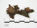 中文名:(F0000411)學名:Auricularia auricula (Hook.) Underw.(F0000411)
