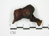 中文名:(F0010077)學名:Auricularia auricula (Hook.) Underw.(F0010077)