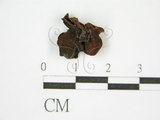 中文名:(F0015555)學名:Auricularia auricula (Hook.) Underw.(F0015555)