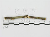 中文名:(F0001049)學名:Aleurodiscus mirabilis (Berk. & Curt.) Hoehn.(F0001049)