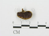 中文名:毛木耳(F0001773)學名:Auricularia polytricha (Mont.) Sacc.(F0001773)