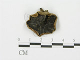 中文名:毛木耳(F0002708)學名:Auricularia polytricha (Mont.) Sacc.(F0002708)