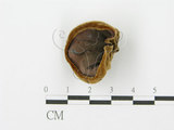 中文名:毛木耳(F0003318)學名:Auricularia polytricha (Mont.) Sacc.(F0003318)