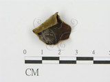 中文名:毛木耳(F0005256)學名:Auricularia polytricha (Mont.) Sacc.(F0005256)