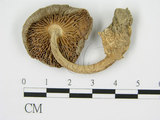 中文名:(F0003402)學名:Amanita vaginata (Bull.:Fr.) Vitt.(F0003402)