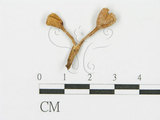 中文名:大孢毛杯菌(F0001114)學名:Cookeina insititia (Berk. & M.A. Curtis) Kuntze(F0001114)