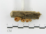 中文名:大孢毛杯菌(F0002494)學名:Cookeina insititia (Berk. & M.A. Curtis) Kuntze(F0002494)