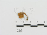 中文名:大孢毛杯菌(F0007979)學名:Cookeina insititia (Berk. & M.A. Curtis) Kuntze(F0007979)