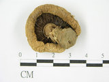 中文名:蘑菇(F0004773)學名:Agaricus campestris L.:Fr.(F0004773)