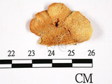 中文名:雪白干酪菌(F0007345)學名:Tyromyces chioneus (Fr.) P. Karst.(F0007345)