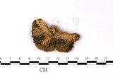 中文名:藍黃紅菇(F0011245)學名:Russula cyanoxantha (Schaeff.) Fr.(F0011245)