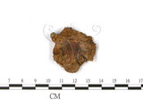 中文名:藍黃紅菇(F0012512)學名:Russula cyanoxantha (Schaeff.) Fr.(F0012512)