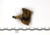 中文名:美味紅菇(F0003494)學名:Russula delica Fr.(F0003494)中文別名:大白菇