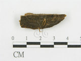 中文名:膠角耳(F0003852)學名:Calocera cornea (Batsch:Fr.) Fr.(F0003852)