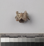 :VաBcervical vertebrae of Lepus sp.