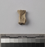 :pŰʪհݤBvertebrae fragment of small mammal