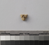 :yաBlumbar vertebrae of Rattus sp.