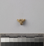 遺物:鼠腰椎、lumbar vertebrae of Rattus sp.