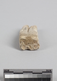:kUĤTeݾBright lower third premolar of Equus sp.