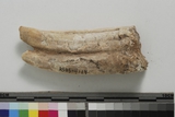 :kUĤGݾBright lower second molar of Equus sp.