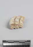 遺物:馬右下第三臼齒、right lower third molar of Equus sp.