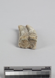:UĤGݾBleft lower second molar of Equus sp.